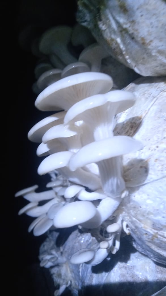 Fresh Mushrooms